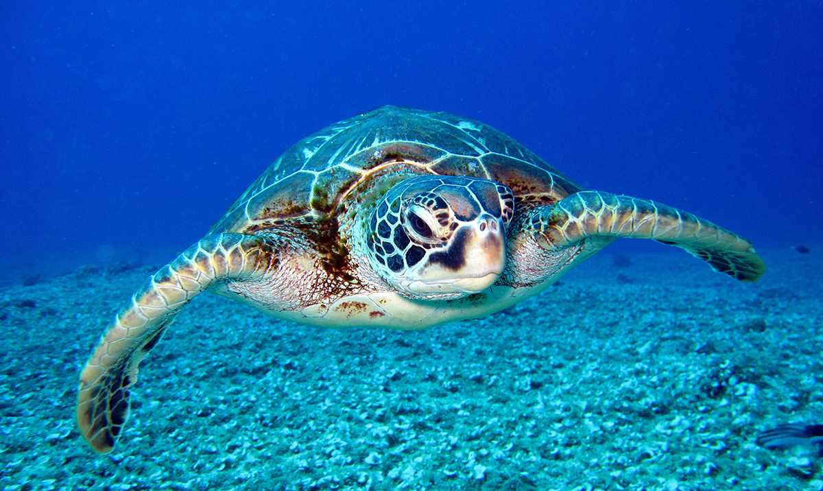 tartaruga marinha nadando
