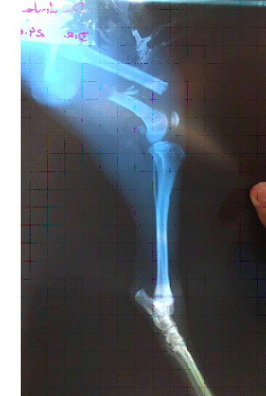radiografia de cão com perna quebrada